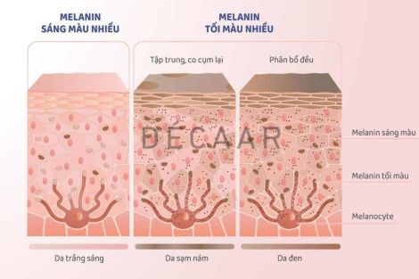 Sắc Tố Melanin Là Gì? Cách Cải Thiện Sắc Tố Melanin Trên Da