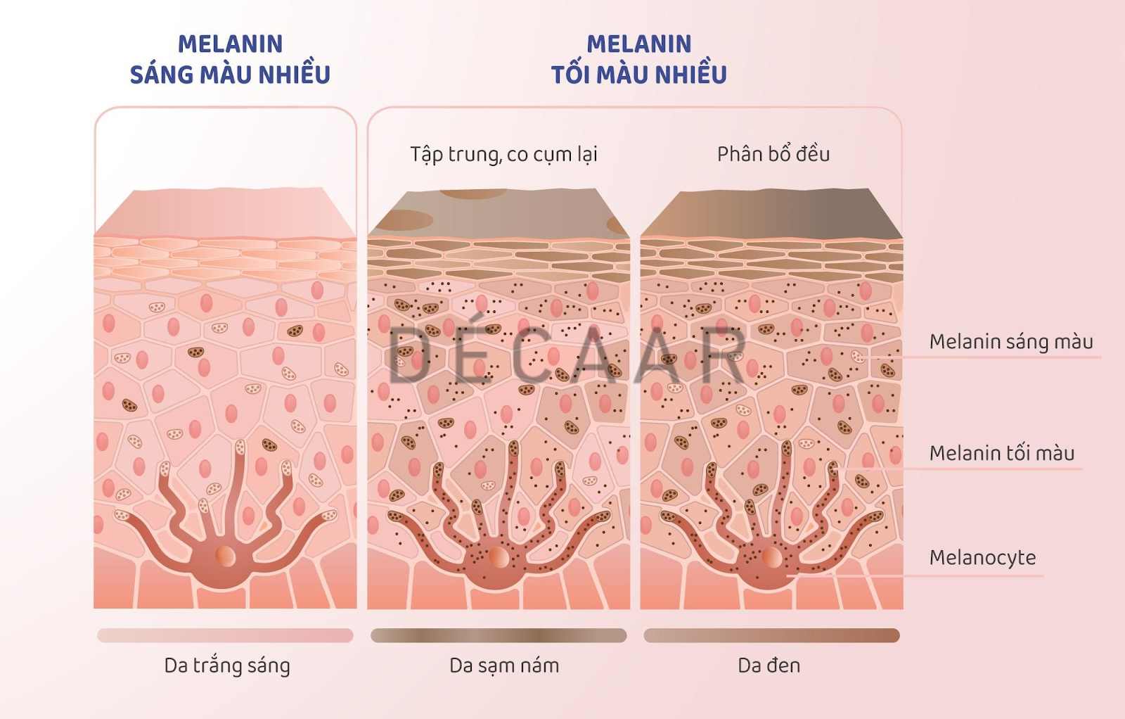 sắc tố melanin